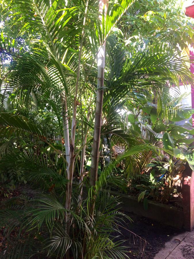 Hostel The Amazon Within Iquitos Zewnętrze zdjęcie